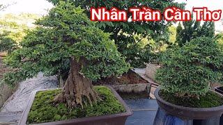 Đạt giới cảnh tạo Bonsai đỉnh cao của Nghệ Nhân Trần ở huyện Cờ Đỏ TP. Cần Thơ