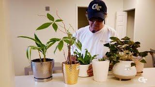 Tech Lawn and Garden: Taking Care of Houseplants