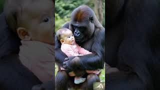 Heartwarming Bond: Gorilla Shows Love for Human Baby #ai