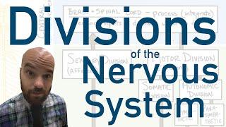 Divisions of the Nervous System - How we divide up the system to better understand it!