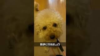 散歩/Dog walk - Toy poodle #shorts
