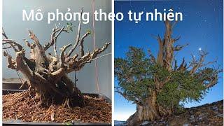 Cách làm bonsai theo mô phỏng tự nhiên.  cây linh sam khai thac