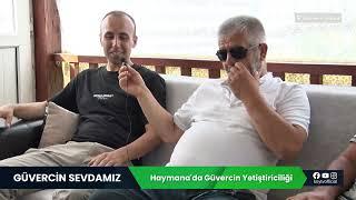 HAYMANADA GÜVERCİN YETİŞTİRİCİLİĞİ | GÜVERCİN SEVDAMIZ