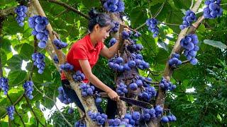 Harvest Purple Blue Fruit goes to the market sell | Ella Daily Life