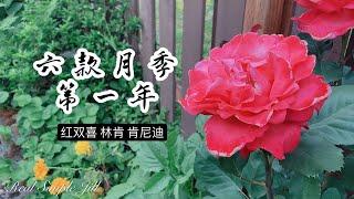 【花卉推荐7】六种玫瑰月季初体验 | 红双喜 林肯先生 肯尼迪 亚美利加 艺术家 樱桃帕妃 | 杂交茶香 丰花月季 巨花月季 藤本月季 | Real Simple Jill