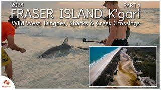 Fraser Island's Wild West: Dingos, Sharks & Creek Crossings [Part 2]