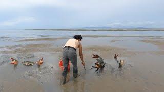 Today - I Caught A Lot Of Giant Mud Crabs in The Sea after Water Low Tide