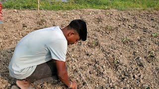 Bangladeshi Village Farmer Life | Vllage Farmer Life | Village Cooking