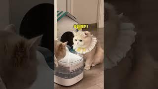 【#薄荷猫猫甜不甜】:早说不喜欢甜美呀!那我可不装了! #治愈猫咪 #仙女猫 #我和我的猫 #薄荷猫猫