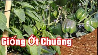 Giống Ớt Chuông Các Màu,Cây Trồng Kinh Tế