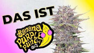 Banana Purple Punch | Sortenbeschreibung | Fast Buds Autoflower Samen | Indica