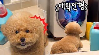 Dryer lights up, dog finds his doll in washing.