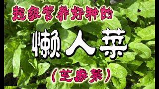 芝麻菜种植 - 营养好种的懒人菜 (火箭菜）how to grow rockets