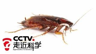 《走近科学》家有蟑螂 20101117 | CCTV走近科学官方频道