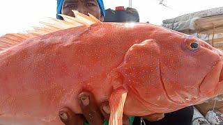 prt 1 Maaksyung hilaan big Red grouper Catch/sel