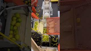 High speed automatic lemon storage tote volume filler #agriculturetechnology