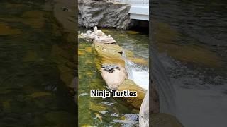#turtle in Hong Kong #chinatravel  #china