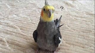 怒る→発情→我に返るオカメインコ(YouTube ver.)