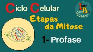 Ciclo Celular: Etapas da Mitose - Prófase ("Fase inicial")