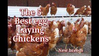 The 5 Latest Best Commercial Egg Laying Chicken