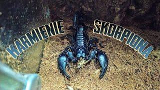 Feeding a scorpion Heterometrus Silenus (ex Petersii) | KrychuTIR™