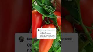 Томат Корнабель