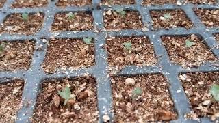 Hi-tech Nursery for Vegetables Seedlings.