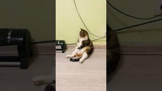 Бобла и добра тебе #цитатыпрожизнь #цитаты #jasonstatham #стэтхэм #cat #кот
