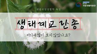 특집편 2 – 생태계 교란종, 어디서 많이 보지 않았나요?