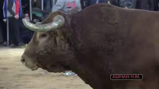 Videoclip DVD Bous Adrián Hernández Marí 2019 1ª Parte 1º DVD