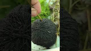 Nuôi cá bảy màu trong lu