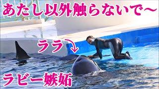 鴨川シーワールドのシャチ「ラビー」が嫉妬 Kamogawa Sea World orca シャチショー Orca Killerwhale