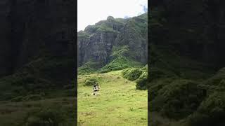 Giant Strange Creatures Sighted in HAWAII  @kualoahi | OAHU #kong #oahu #hawaii