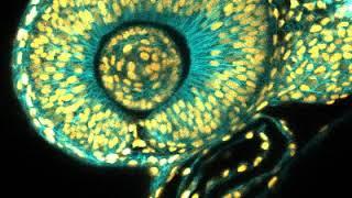Zebrafish Larva Heartbeat by Dr. Fengzhu Xiong