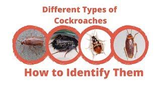 Different Types of Cockroaches - Maggie's Farm