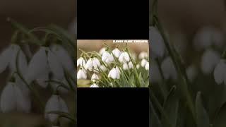 Snowdrop Flower Blooming Timelapse #timelapsevideo #flowers #plants #shorts #viralshorts