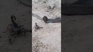 Scorpion and Black Cobra Snake spotted in the Forest#scorpion #blackcobra#cobra#wildlife #shorts