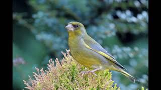 Verdun Greenfinch Singing Verdone Canto Verderon