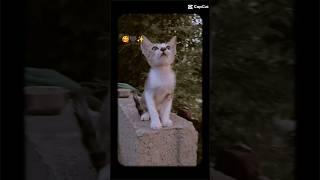 cat is seating #shortvideo #shorts #shortsviral #shortcomedy #funnyvideo #tiktok #trendingshorts