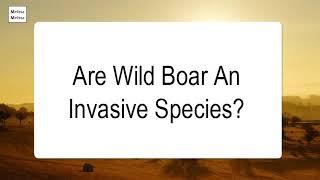 Are Wild Boar An Invasive Species