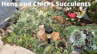 Planting Hens and Chicks (Sempervivum) Cold Hardy Succulents