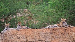 Thrilling Jawai Safari: Leopard Cubs and Striped Hyena