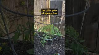 Growing Tomatoes With Square Foot Gardening