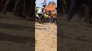 JUMPING BULL #manjuvirattu #jallikattu #eruthukattu #jallikattu_kaalai