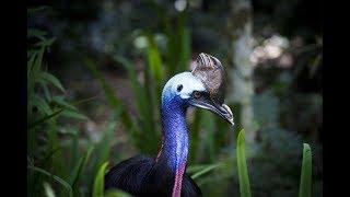 World's Weirdest Bird Sounds - Part One