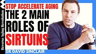 STOP Accelerating Aging – SIRTUINS in Actions (The  Movie) | Dr David Sinclair Interview Clips