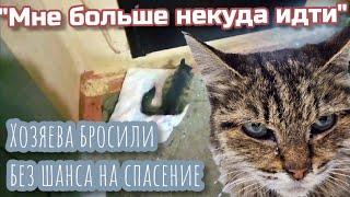 Больную кошку  хозяева бросили/клиника отказалась  лечить/соседи  готовили усыпить/help save the cat