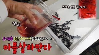 모기유충 1000마리를 도룡뇽에게 줘보았다.[정브르] /I gave salamander 1000 mosquito larvae.