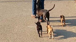 Street Dog Vaccination, Catching Stray Dogs & Building Trust Is A Challenge Watch Till End Of Video