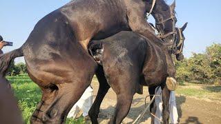 horses breeding process Horse Enjoying Time cross